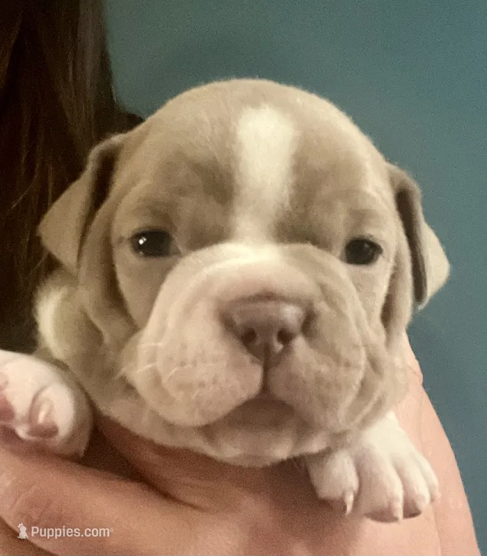 Pocket French Bully  – French Bulldog, American Bully puppy for sale in Winston-Salem, NC
