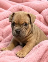 Pocket French Bully , a female French Bulldog and American Bully for sale in Winston-Salem, NC – 1 of 4