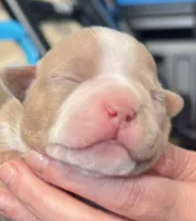 Pocket French Bully , a male French Bulldog and American Bully for sale in Winston-Salem, NC – 1 of 7