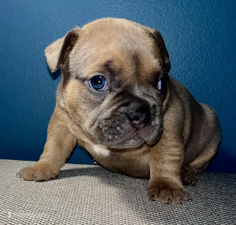 Pocket French Bully  – French Bulldog, American Bully puppy for sale in Winston-Salem, NC