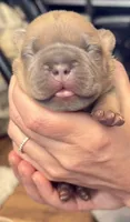 Pocket French Bully , a male French Bulldog and American Bully for sale in Winston-Salem, NC – 7 of 7