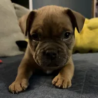 Pocket French Bully , a female French Bulldog and American Bully for sale in Winston-Salem, NC – 2 of 4