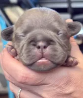 Pocket French Bully , a male French Bulldog and American Bully for sale in Winston-Salem, NC – 3 of 7