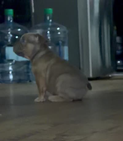 Pocket French Bully , a female French Bulldog and American Bully for sale in Winston-Salem, NC – 4 of 4