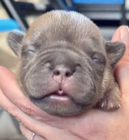 Pocket French Bully , a male French Bulldog and American Bully for sale in Winston-Salem, NC – 6 of 7