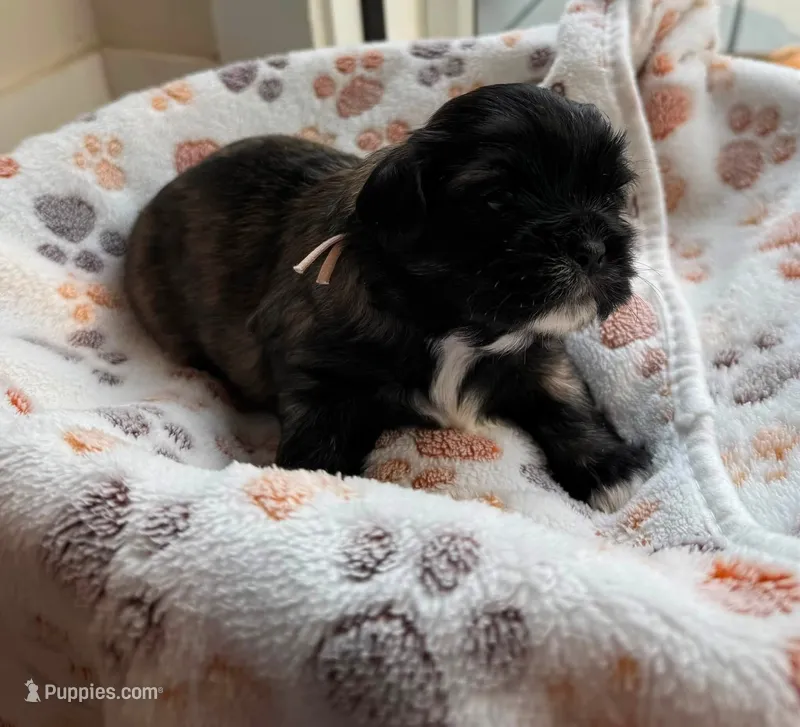 Esso – Shih Tzu puppy for sale in Troutville, VA
