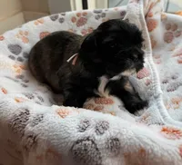 Esso, a female Shih Tzu for sale in Troutville, VA – 1 of 2
