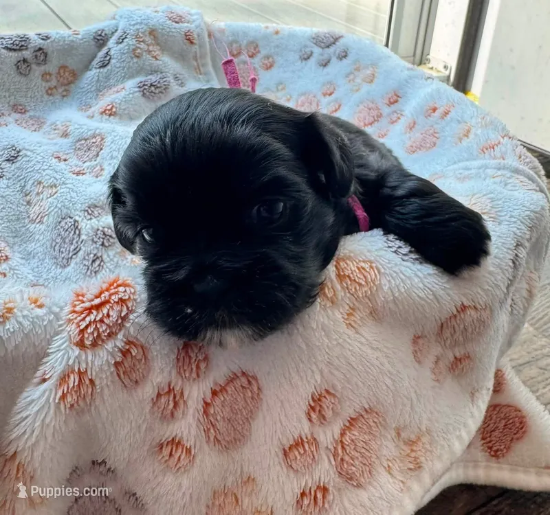 Kahlua  – Shih Tzu puppy for sale in Troutville, VA