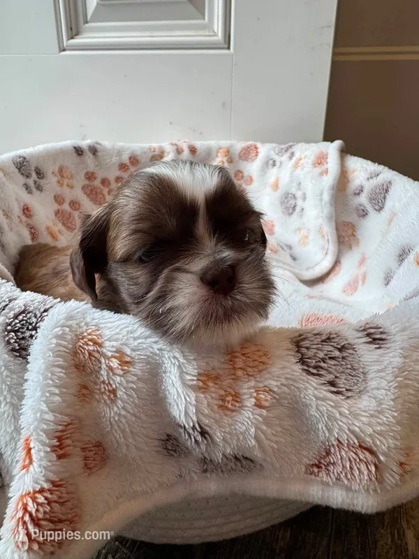 Frappe – Shih Tzu puppy for sale in Troutville, VA