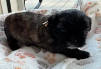 Esso, a female Shih Tzu for sale in Troutville, VA – 2 of 2