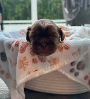 Mocha, a male Shih Tzu for sale in Troutville, VA – 2 of 2