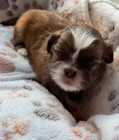 Frappe, a female Shih Tzu for sale in Troutville, VA – 2 of 2