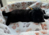 Java, a female Shih Tzu for sale in Troutville, VA – 2 of 2