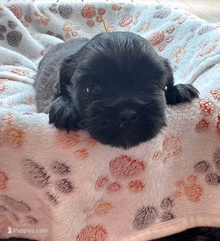 Java – Shih Tzu puppy for sale in Troutville, VA