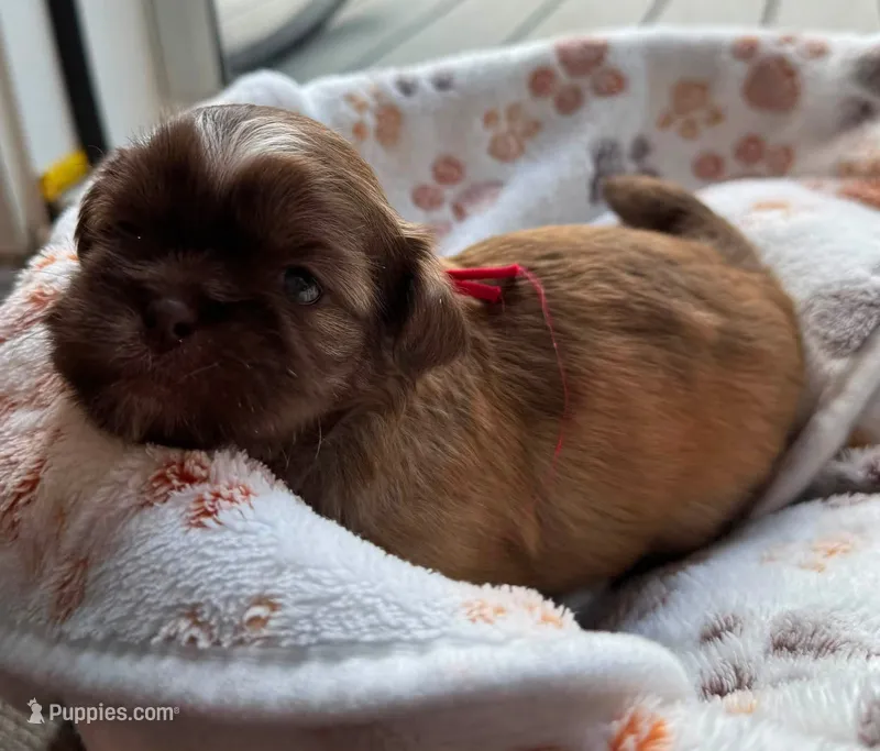 Mocha – Shih Tzu puppy for sale in Troutville, VA