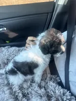 Ace, a male Poochon for sale in Kansas City, MO – Photo 4 of 4