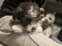 Ace, a male Poochon for sale in Kansas City, MO – Photo 1 of 4