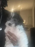 Ace, a male Poochon for sale in Kansas City, MO – Photo 2 of 4