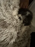 Ace, a male Poochon for sale in Kansas City, MO – Photo 3 of 4