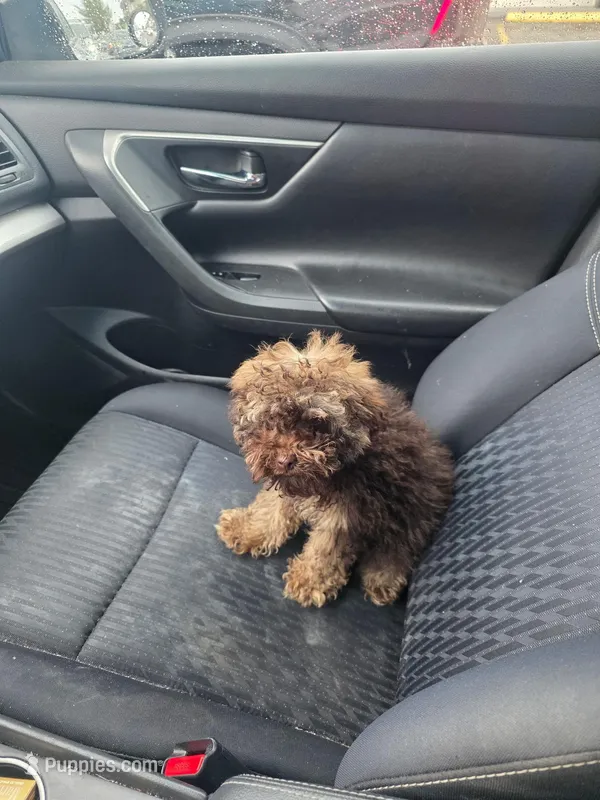 Benji – Poodle - Miniature  puppy for sale in Miami Gardens, FL