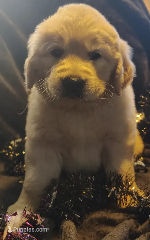 AKC White collar girl "Coraline" – Golden Retriever puppy for sale in Modesto, CA