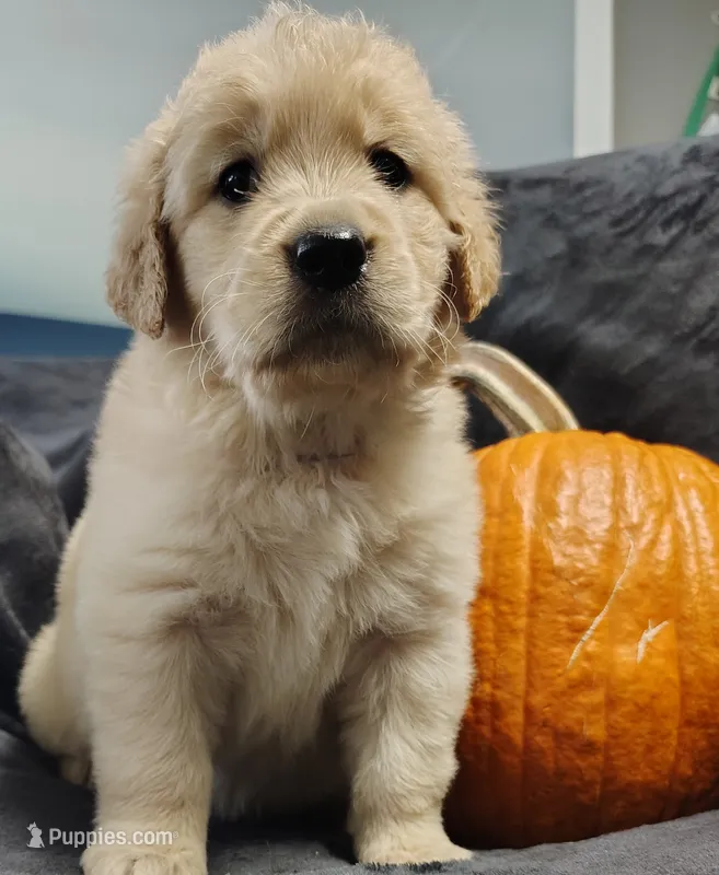 Purple girl AKC – Golden Retriever puppy for sale in Modesto, CA