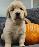 Purple girl AKC, a female Golden Retriever for sale in Modesto, CA – 1 of 3