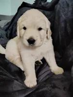 AKC White collar girl, a female Golden Retriever for sale in Modesto, CA – 4 of 8