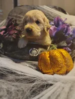 Light blue boy, a male Golden Retriever for sale in Modesto, CA – 7 of 7