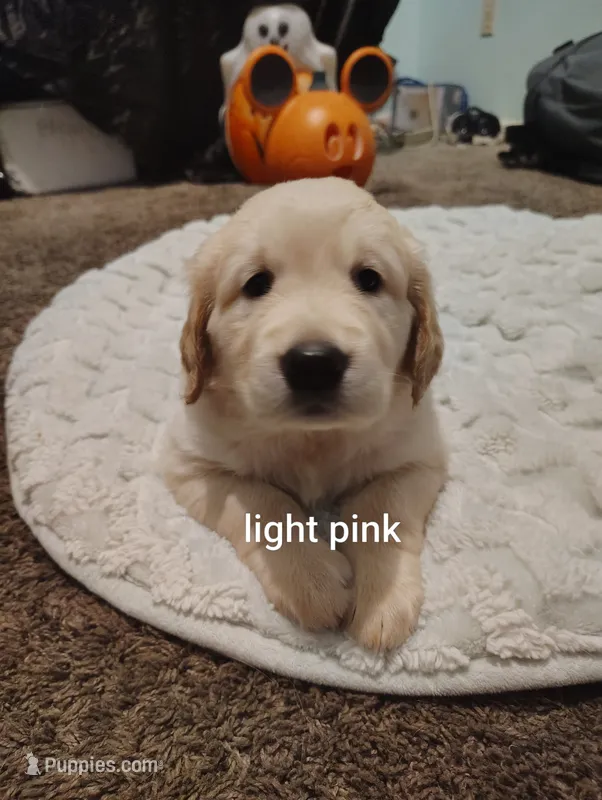 AKC Pink girl – Golden Retriever puppy for sale in Modesto, CA