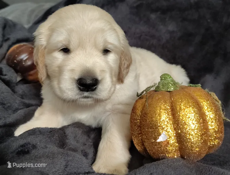 AKC Dark pink girl – Golden Retriever puppy for sale in Modesto, CA