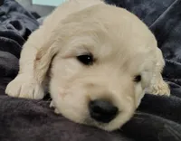 AKC White collar girl, a female Golden Retriever for sale in Modesto, CA – 5 of 8
