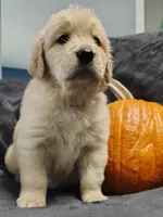 Purple girl AKC, a female Golden Retriever for sale in Modesto, CA – 3 of 3