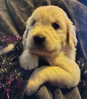 Light blue boy, a male Golden Retriever for sale in Modesto, CA – 3 of 7