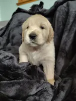 AKC Dark pink girl, a female Golden Retriever for sale in Modesto, CA – 2 of 3