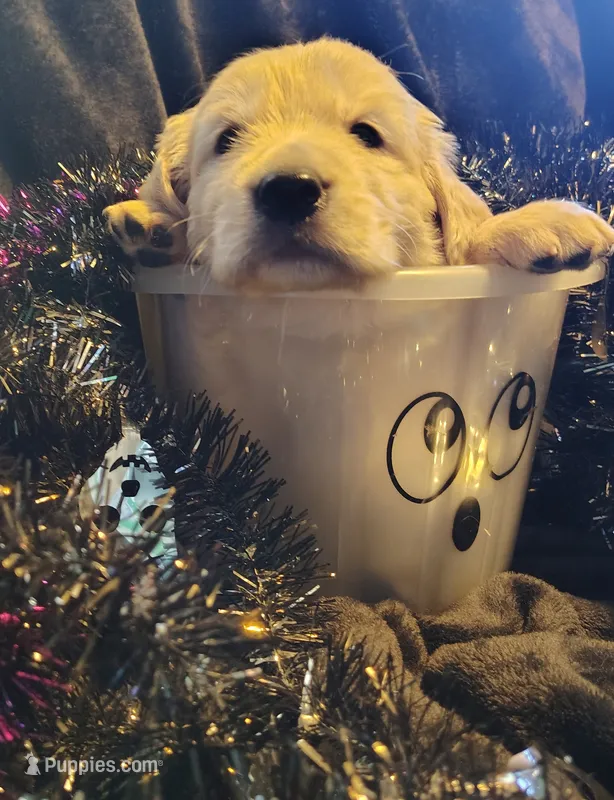 Light blue boy – Golden Retriever puppy for sale in Modesto, CA
