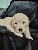 AKC White collar girl, a female Golden Retriever for sale in Modesto, CA – 3 of 8