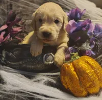 Light blue boy, a male Golden Retriever for sale in Modesto, CA – 6 of 7