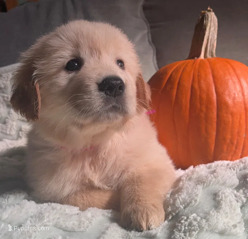 Pink girl peanut – Golden Retriever puppy for sale in Modesto, CA