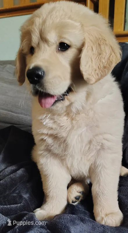 AKC White collar girl "Coraline" – Golden Retriever puppy for sale in Modesto, CA