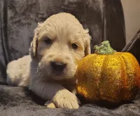 Red boy, a male Golden Retriever for sale in Modesto, CA – 1 of 2