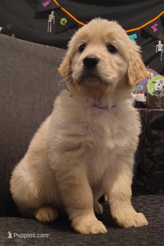 Purple girl AKC – Golden Retriever puppy for sale in Modesto, CA