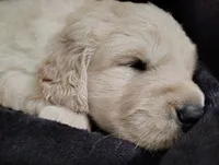 AKC White collar girl, a female Golden Retriever for sale in Modesto, CA – 8 of 8
