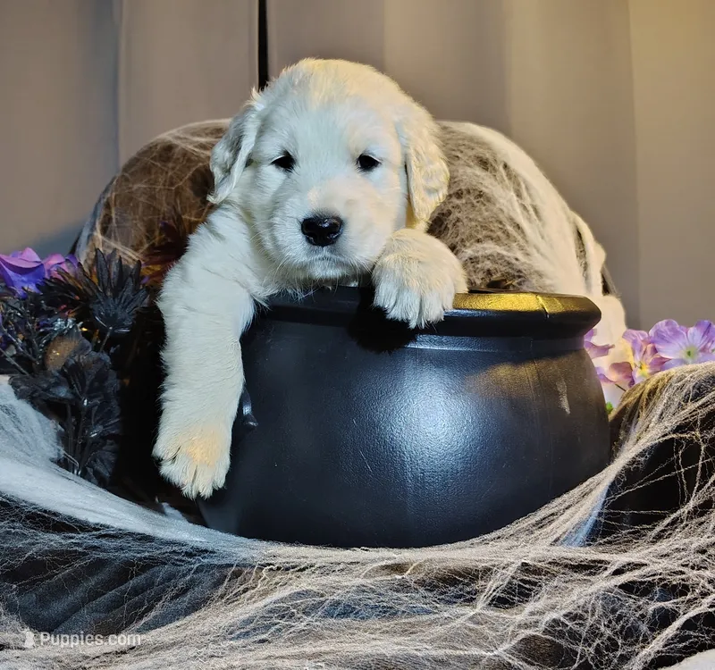 AKC Blue boy – Golden Retriever puppy for sale in Modesto, CA