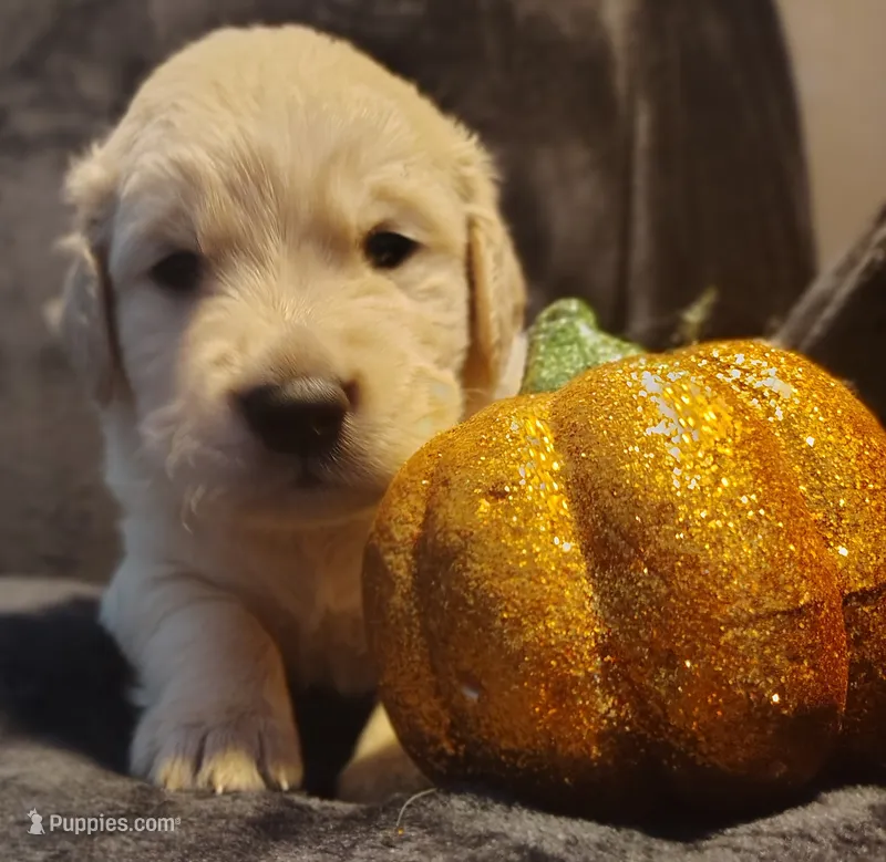 Yellow boy – Golden Retriever puppy on hold in Modesto, CA