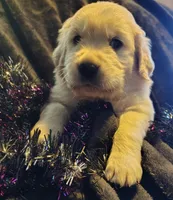 Light blue boy, a male Golden Retriever for sale in Modesto, CA – 2 of 7