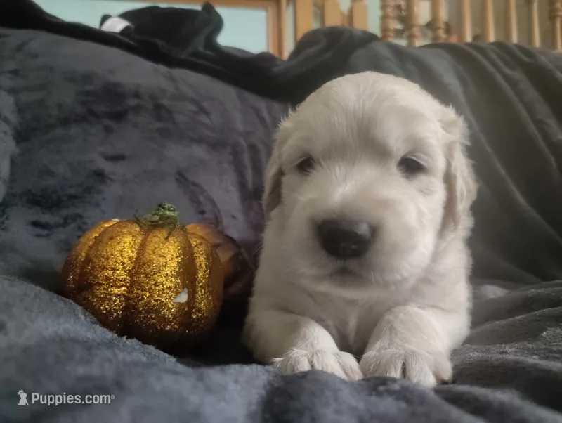 AKC Blue boy – Golden Retriever puppy for sale in Modesto, CA