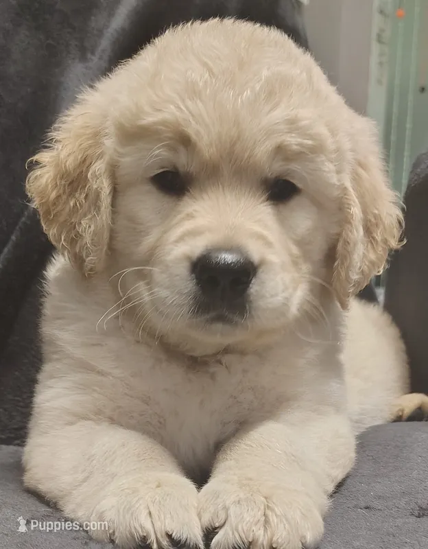 AKC White collar girl "Coraline" – Golden Retriever puppy for sale in Modesto, CA
