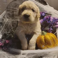 Purple girl AKC, a female Golden Retriever for sale in Modesto, CA – 2 of 3