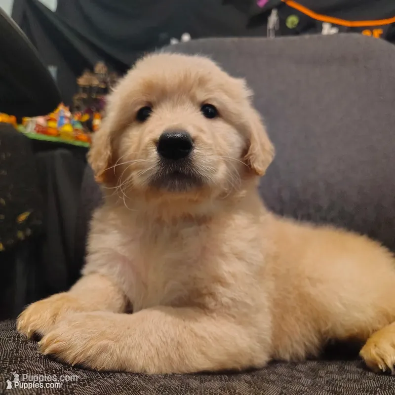 Orange boy – Golden Retriever puppy for sale in Modesto, CA